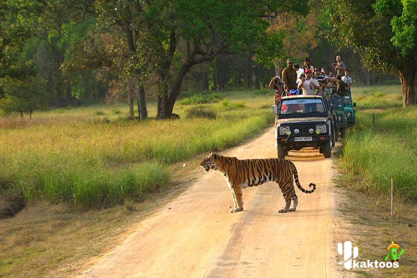  پارک ملی Bandhavgarh در هند